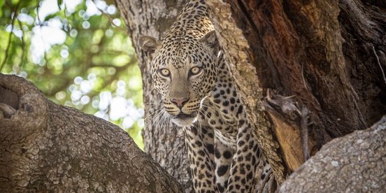 Leopard auf einem Baum schaut hinter einem Ast hervor