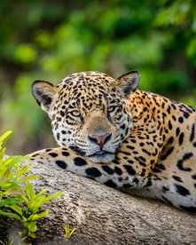 Jaguar auf einem Ast im Pantanal