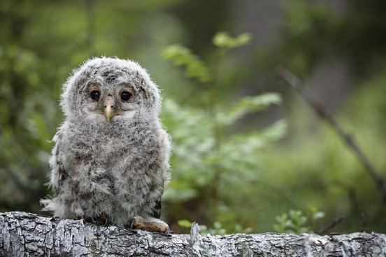 Junger Kauz auf einem Ast im Wald