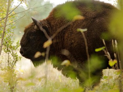 Ein Wisent versteckt ziwschen grünen Büschen