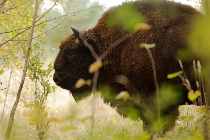 Ein Wisent versteckt ziwschen grünen Büschen