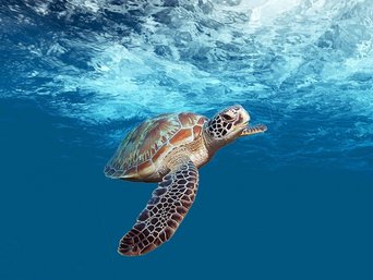 Eine Meeresschildkröte in Belize.