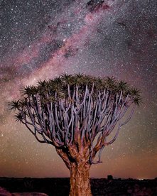 Köcherbaum unter Sternenhimmel in Namibia