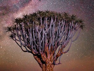 Köcherbaum unter Sternenhimmel in Namibia