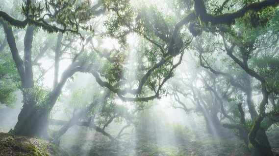 Verwunschener Wald, bei dem Lichtstrahlen durch alte Bäume fallen. 