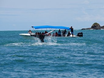 Menschen auf einem Boot beobachten einen Wal