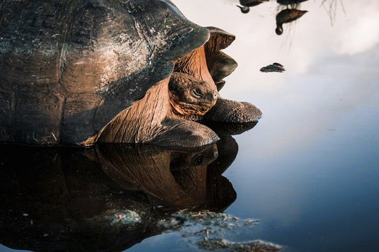 Galapagos Riesenschildkröte spiegelt sich im Wasser