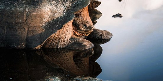 Galapagos Riesenschildkröte spiegelt sich im Wasser