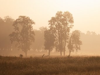 Kanha Nationalpark Bäume auf Ebene