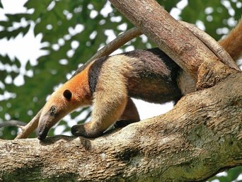 Ameisenbär auf einem Baum