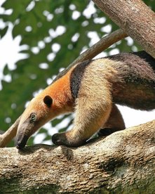 Ameisenbär auf einem Baum