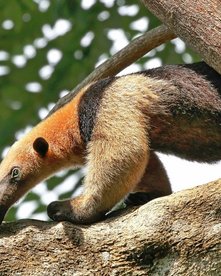 Ameisenbär auf einem Baum