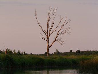 Bei Abendsonne steht ein Baum in der Mitte eines Flusses