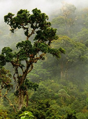 Mystisches Bild von einem Baum im Nebelwald von Costa Rica