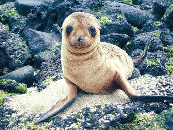 Kleines Galapagos-Seelöwenbaby am Strand