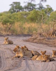 Botswana Urlaub