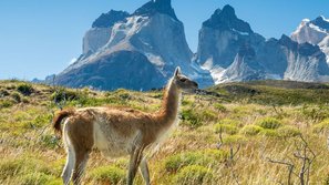 Guanako steht in den Bergen auf einer Wiese, im Hintergrund die Berge des Torres del Paine
