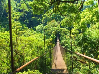 Eine Hängebrücke im Regenwald in der Region Boquete.