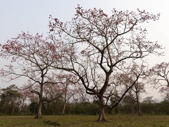 Zwei Kapokbäume stehen auf einer grünen Wiese