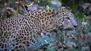 Leopard Indien