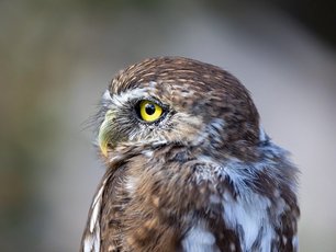 Patagonien-Sperlingskauz mit gelben Augen schaut zur Seite