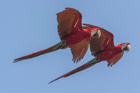 Assunto Principal: Arara-vermelha - Pantanal de c?ceresInforma??o adicional: Ara chloropterusLocal: C?ceres - MT, BrasilData: 08/2015Autor: Andr? Dib