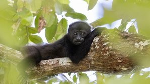 Brüllaffen Junges liegt auf Ast im Baum