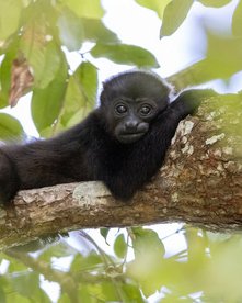 Brüllaffen Junges liegt auf Ast im Baum