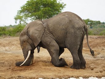 Elefant kniet mit Vorderbeinen auf dem Boden