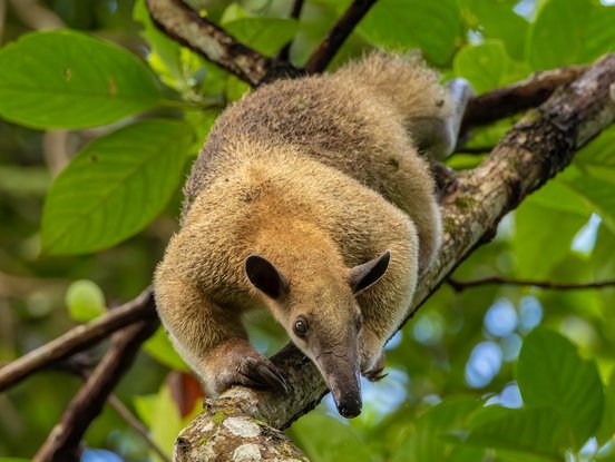 Ein Ameisenbär läuft über einen Ast