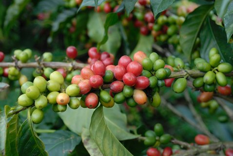 Coffee fruits hanging from the branch, Finca San Alberto, Buenavista, Quind?o | Kaffeekirschen am Strauch, Kaffeefinca San Alberto, Buenavista, Quind?o | Frutos del caf? en la planta, Finca San Alberto, Buenavista Quind?o