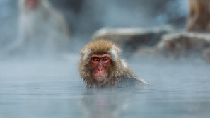 Kleiner Makake genießt ein heißes Bad im Winter