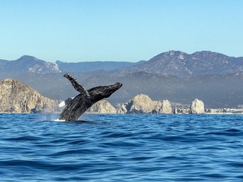 Springender Buckelwal bei Baja California 