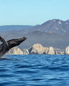 Springender Buckelwal bei Baja California 