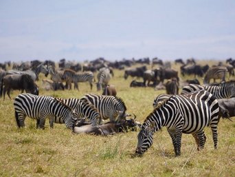 Eine Zebraherde in der Serengeti.