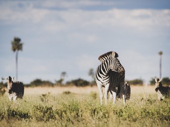 Zebra schaut nach hinten