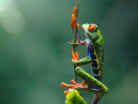 Rotaugenlaubfrosch klettern an einem Zweig hoch