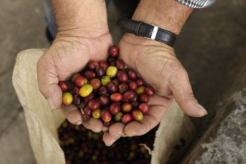 Harvested coffee berries, Coffee, Shade grown Coffee plants, Coffee Plantation Finca Combia, Calarca, Coffee Region, Department Quind?o, Colombia