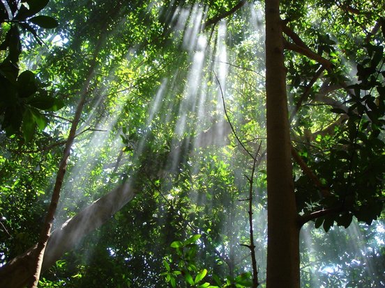 Sonnenlicht bricht durch die Baumkronen der Regenwaldbäume in Costa Rica