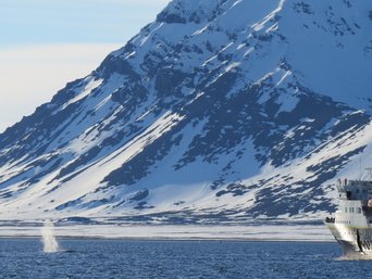 Walbeobachtung von einem größeren Schiff aus