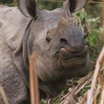 Panzernashorn am Fluss