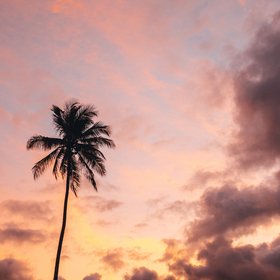 Palme bei Sonnenuntergang und Mond