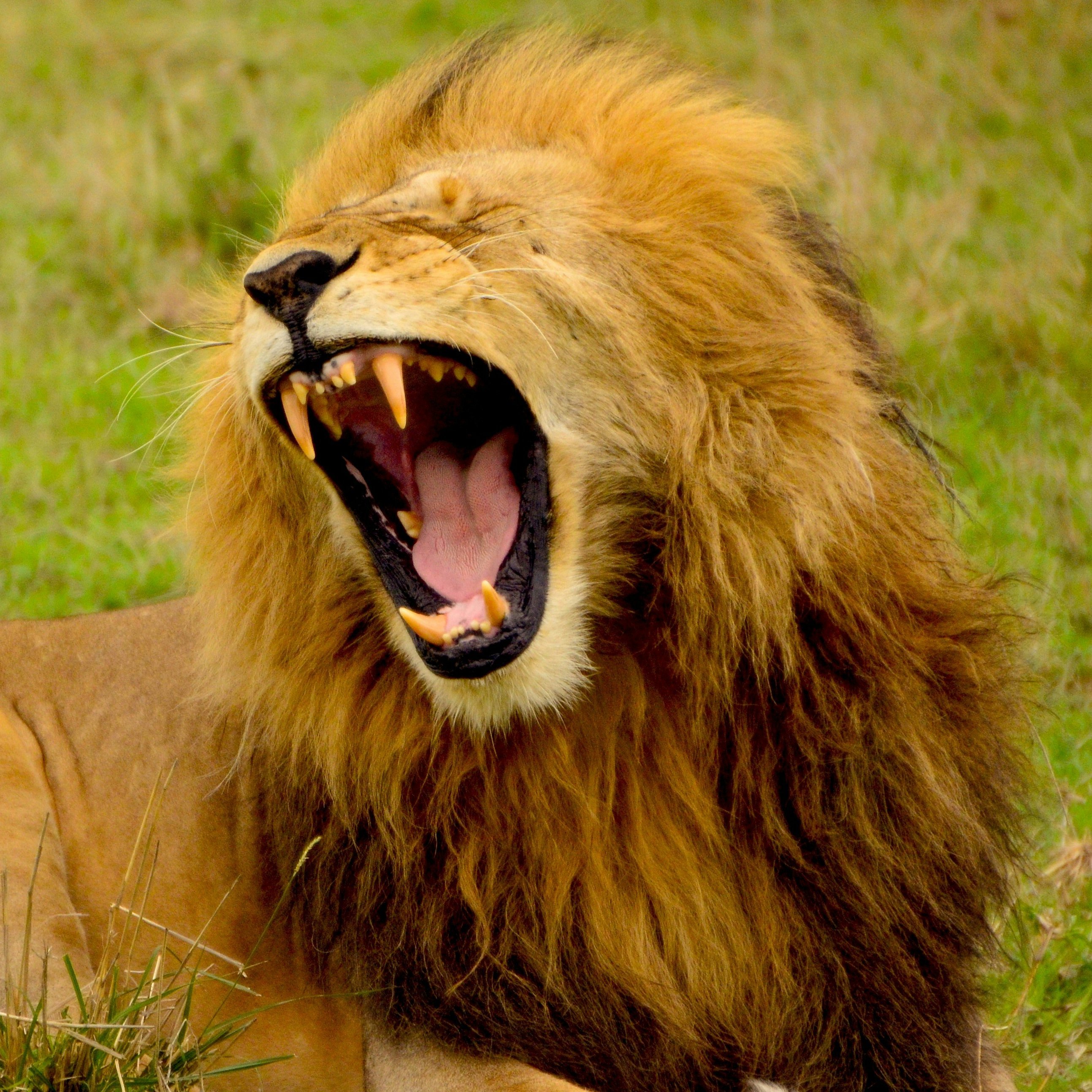 Uganda Löwe mit gefährlich geöffnetem Maul