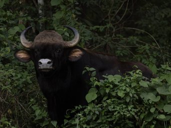 Ein Gaur schaut aus dem Unterholz