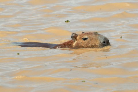 Capybara (Hydrochoerus hydrochaeris) | Wasserschwein (Hydrochoerus hydrochaeris) | Chig?iro (Hydrochoerus hydrochaeris)