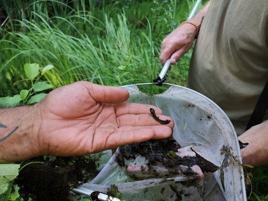 Die helfenden Hände für den Natuschutz haben in der Erde Tiere entdeckt und halten sie in der Hand