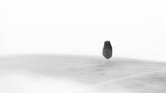 Schwarz-weiß Fotografie einer einzelnen Zypresse auf weitem Feld