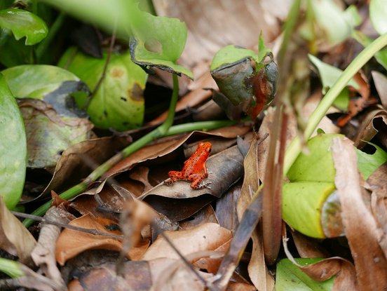 Roter Pfeilgiftfrosch sitzt auf Laub