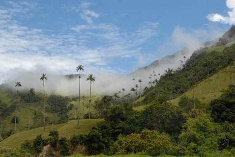 The Waxpalms (Ceroxylon quindiuense) are the emblem of the area and must be conserved, Valle de Cocora | Die Wachspalmen (Ceroxylon quindiuense) im Valle de Cocora sind das Wahrzeichen der Gegend und stehen unter Naturschutz, Quind?o | Las palmas de cera 