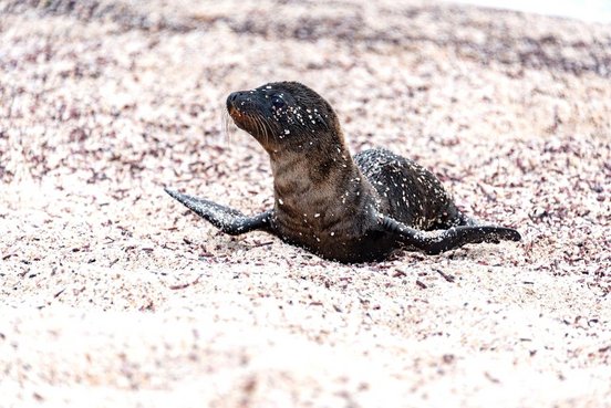 Babyseelöwe am Strand